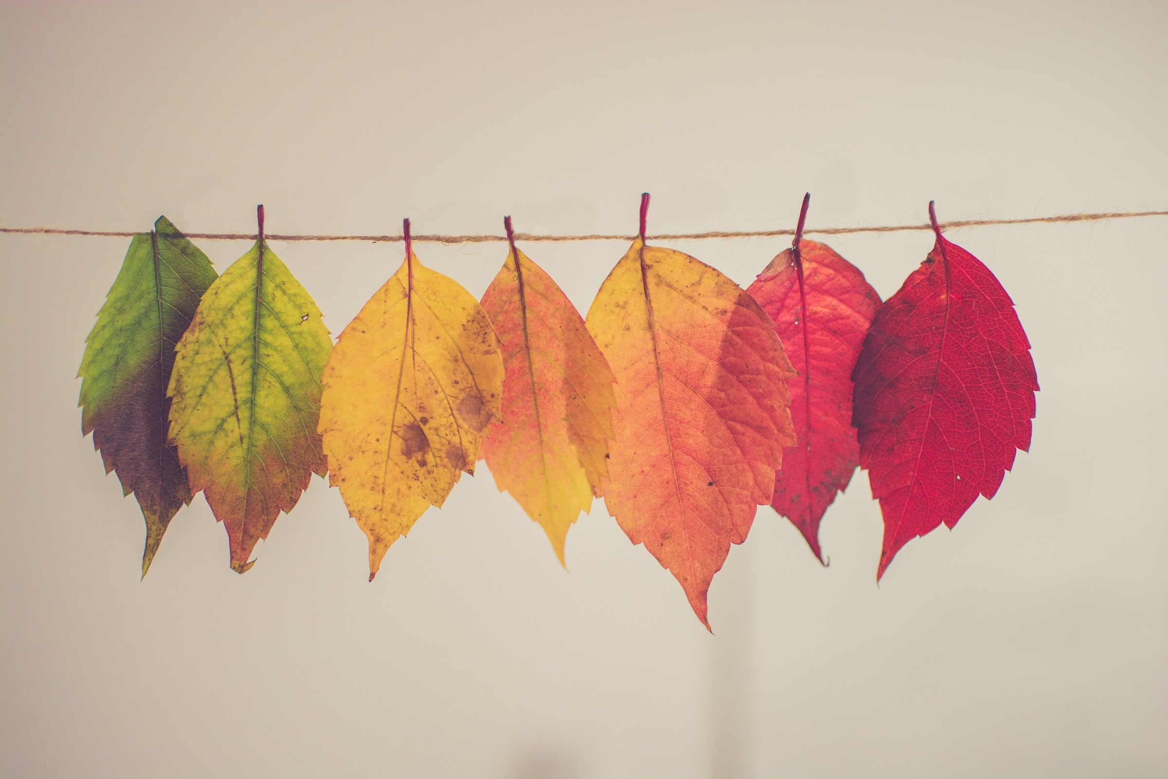 Colorful leaves representing transformation and growth